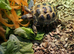 Horsfield tortoises ready now for new homes in Leicester