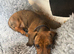 Ready to leave Brindle Mini Dachshund