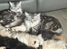 Maine coon kitten