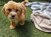 Cockapoo puppies