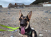 Beautiful german shepherd Teddy.