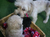 Pomapoo F1b Puppies,Absolutely Beautiful. Very Rare