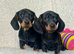 Beautiful miniature dachshund puppies