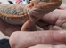 Baby bearded dragons citrus coming though lovely on them