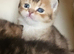 Golden shaded and spotted British shorthair