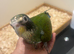 Hand reared baby white caped Pionus