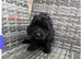 Cockapoo pups READY TO LEAVE