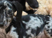 Miniature dachshund mix