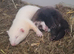 Beautiful Young Female Ferret 8 weeks