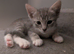 Ragdoll/ Bengal female 'Tabitha'