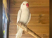 Albino ringneck