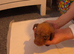 Beautiful miniature dachshunds