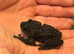 Vietnamese Mossy Frogs