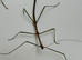 Group of 9 stick insects