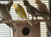 Baby budgies and cockatiels birds