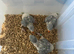 Selling baby handreared alexandrines