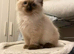 Ragdoll kittens