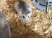 Make hamster