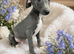 Stunning Blue Whippet Puppies
