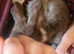 Beautiful boy lop