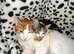 have two very friendly and quiet cats looking for a new home.  The orange cat is 7 months old, and the black-and-white kitten is 10 weeks old and stil