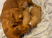Beautiful cocker spaniel puppies