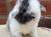 Pure bred pedigreed baby mini lops