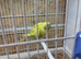 Lovely baby budgie