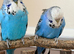 Proven pair of English Budgies