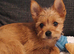 Terrier cross pomchi