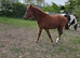 Chestnut 2yr old