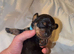Miniature dachshunds