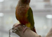 Conure