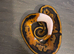 Pied het albino
