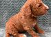 Sunning littler of Australian Double Doodles from Health screened parents