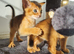 LAST TWO BOYS,champion line Abyssinian kittens