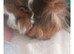 Female guinea pig