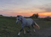 Welsh Pony for sale
