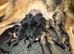 Beautiful German Shepherds