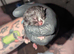 Mummy cat just given birth