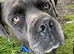 2 year old cane corso.