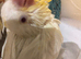Hand reared albino Quaker baby
