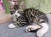 Maincoon and bengal mix boy 10 weeks