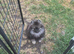 Cute as a button KC reg wolf sable Pomeranian male puppy