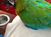 Rare stunning Hybrid milligold macaw in London