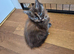 Maine coon kittens