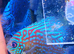 Discus - Breeding pair &pound;100
