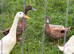Pair of white runner ducks one male and one female