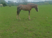 GREY IRISH DRAUGHT FILLY