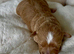 F1 Maltipoo Puppies Extensively Tested Parents